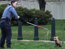 Fox that attacked and bit members of Congress on Capitol Hill had rabies, officials confirm