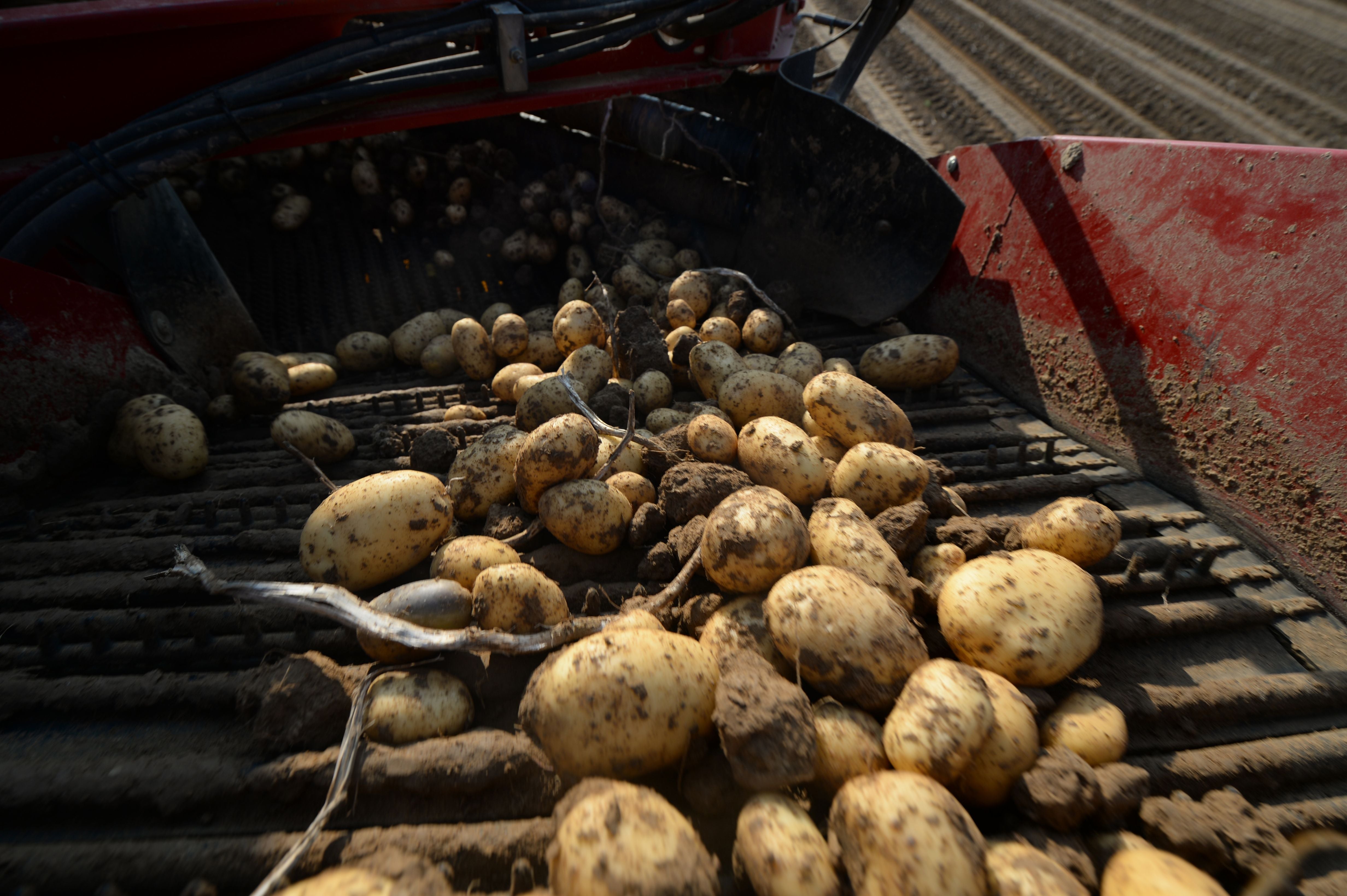 File: A photo shows potatoes on a conveyor belt of a potato harvester in Godonville, central France