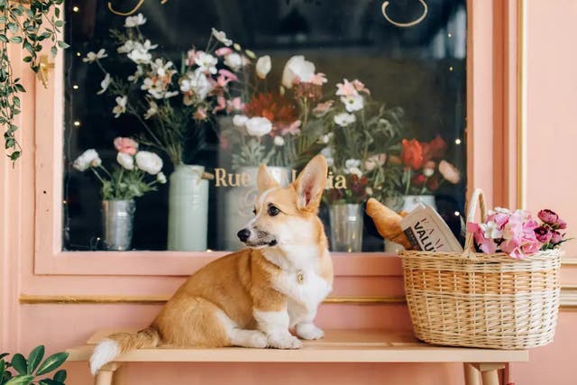 <p>A corgi cafe will open for one day in honour of the Queen’s Platinum Jubilee</p>