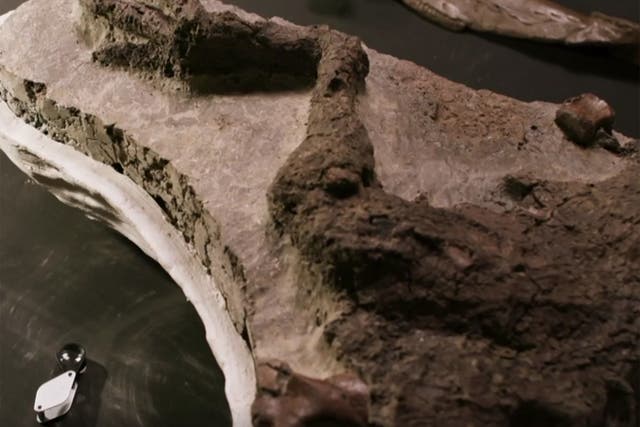 <p>El fósil de un dinosaurio que los científicos creen que murió el día del impacto de un asteroide hace 66 millones de años</p>