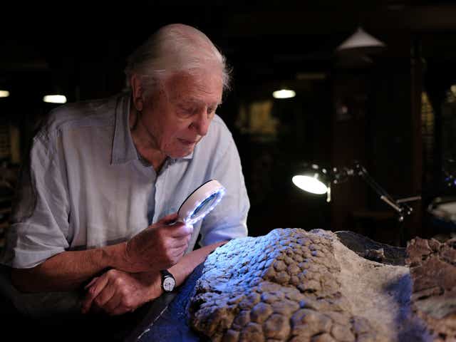 Sir David Attenborough looks at fossilised Triceratops skin through a magnifying glass (BBC/PA)