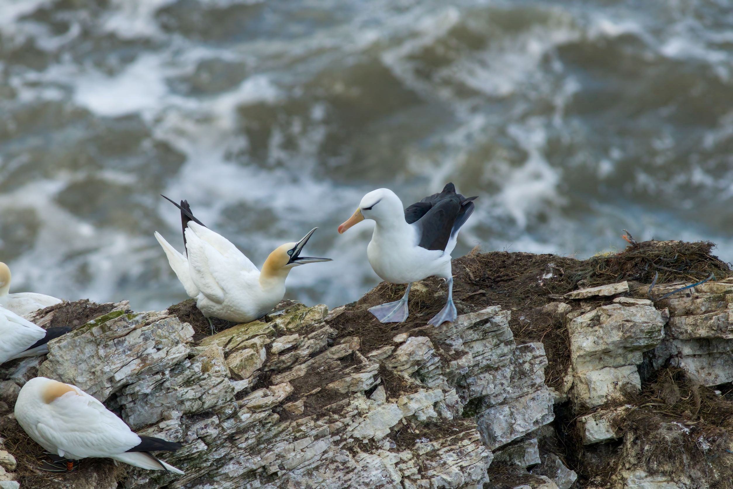 Albie the albatross tussles with a gannet at Bempton Cliffs