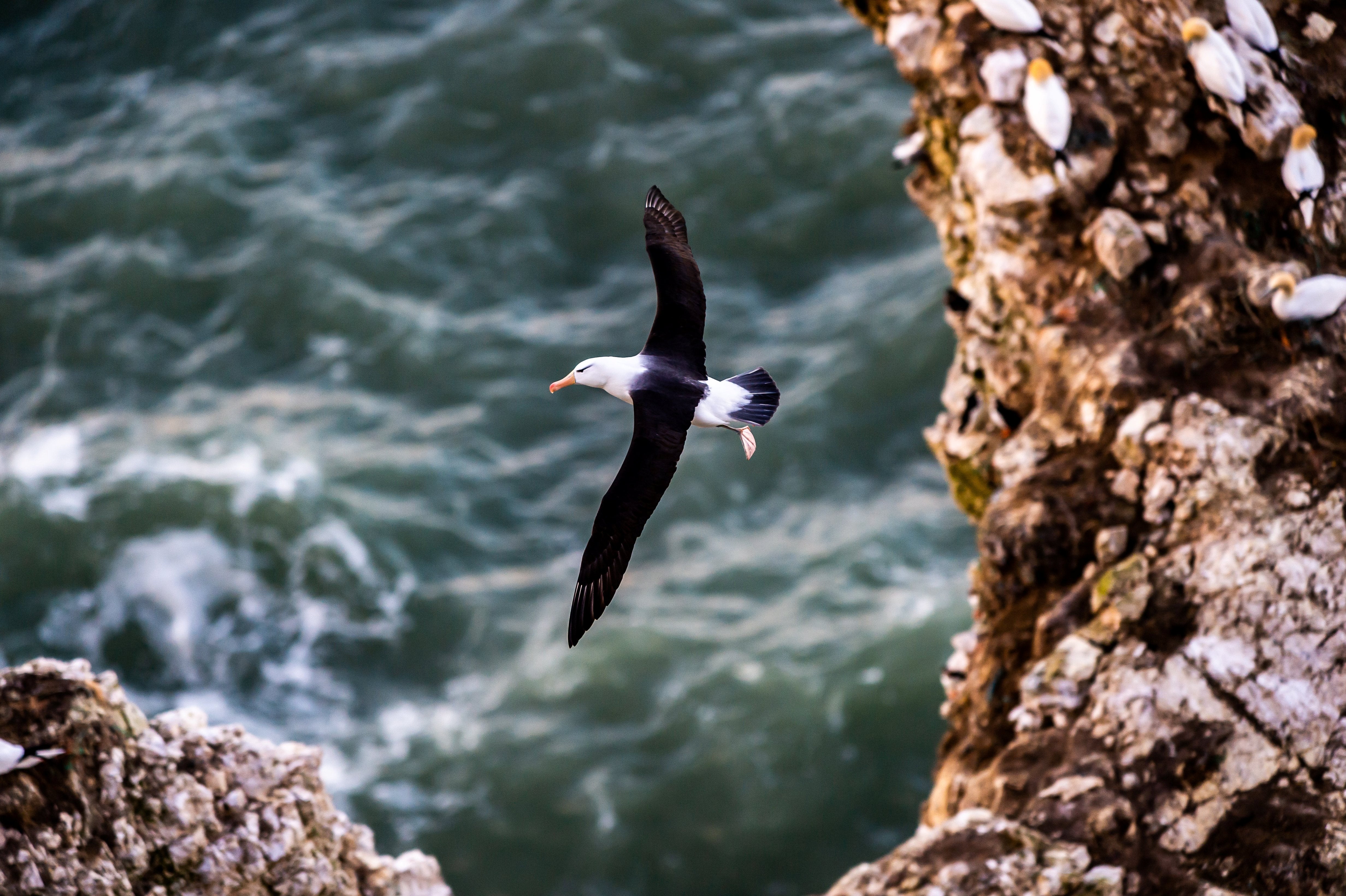 Albie the albatross was regularly see at the Bempton Cliffs last summer