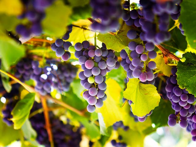<p>Grapes and their relative merits are one of the hoarier topics in wine</p>