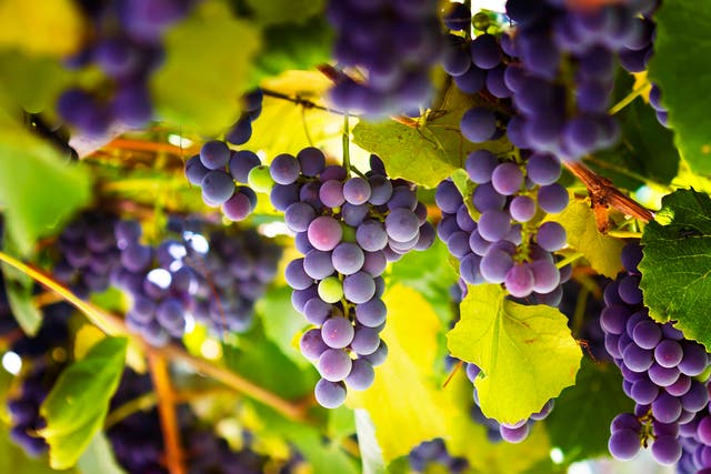 <p>Grapes and their relative merits are one of the hoarier topics in wine</p>