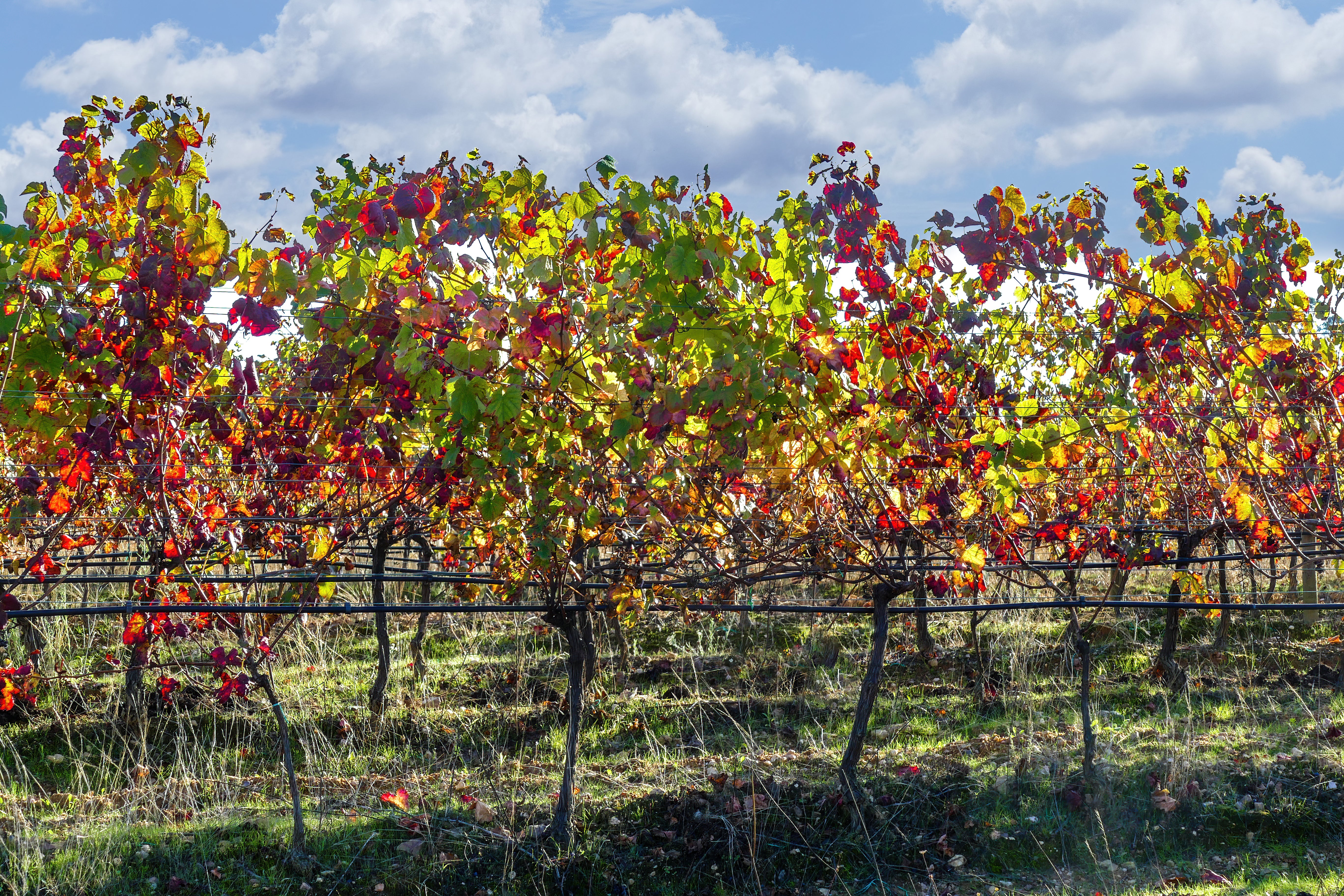 Baga is the leading red grape of the Bairrada region in Portugal