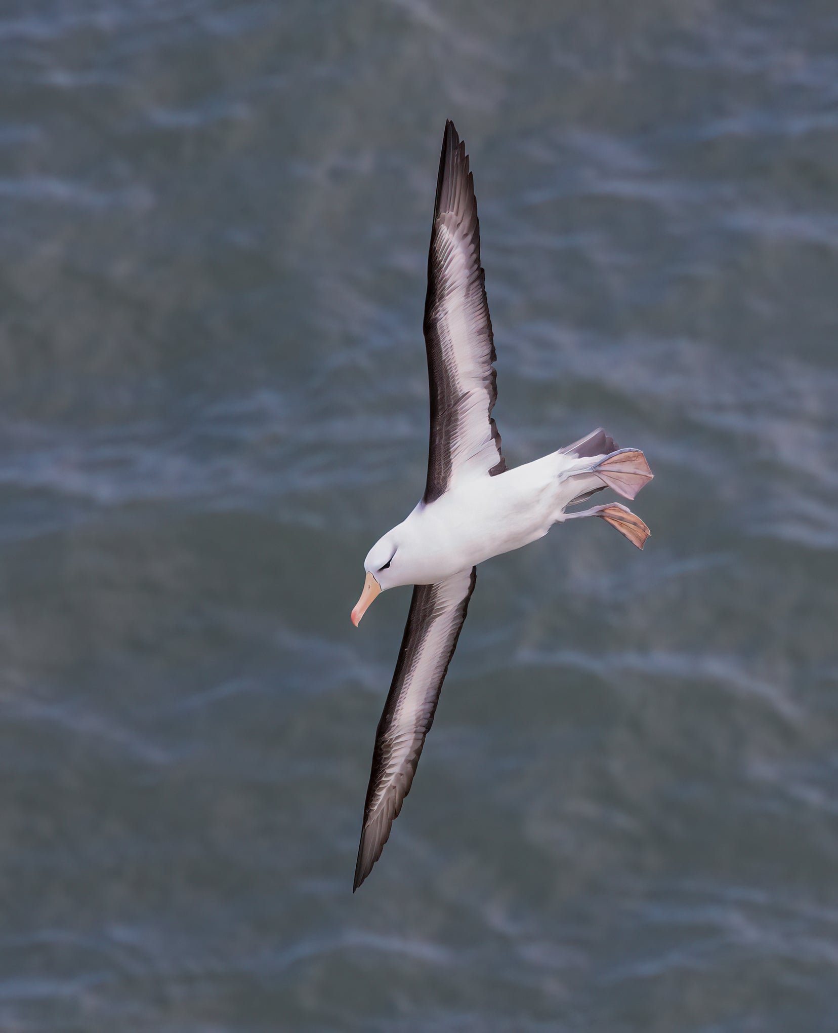 Albie the albatross will likely never find a mate