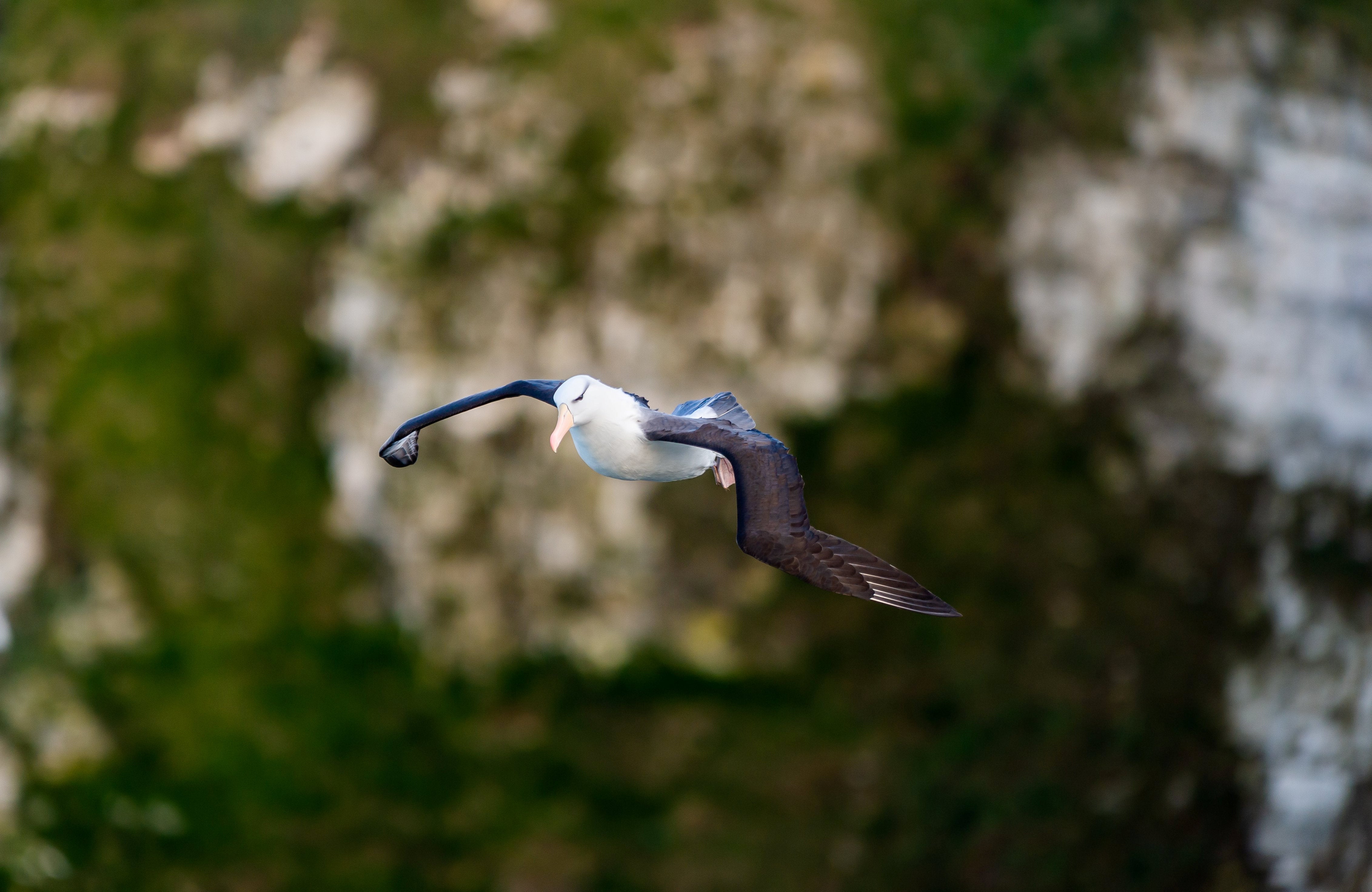 Albie the albatross has returned to the RSB Bempton Cliff nature reserve
