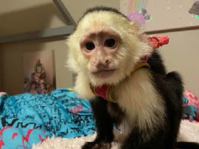 A pet monkey has been stolen from a Minnesota parking lot