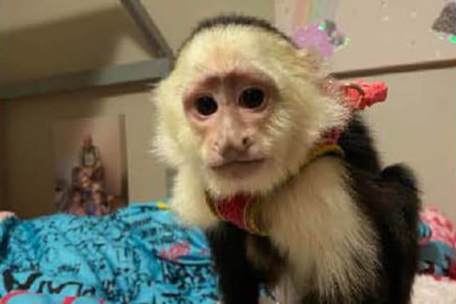 <p>A pet monkey has been stolen from a Minnesota parking lot</p>