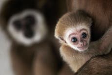 Brexit red tape stops endangered animals breeding