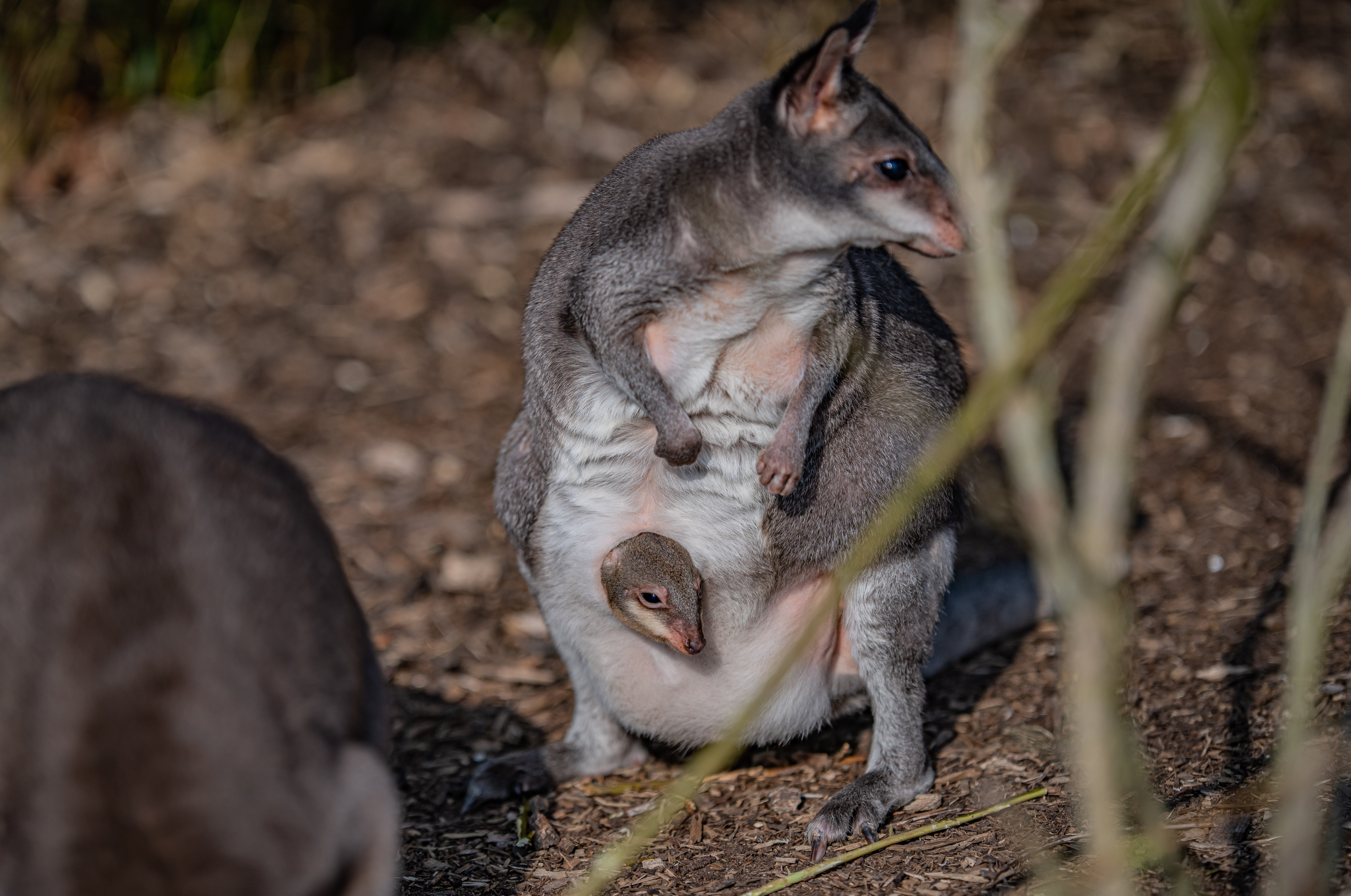 Zookeepers share 'magical moment' rare baby kangaroo emerges from mother's  pouch | The Independent