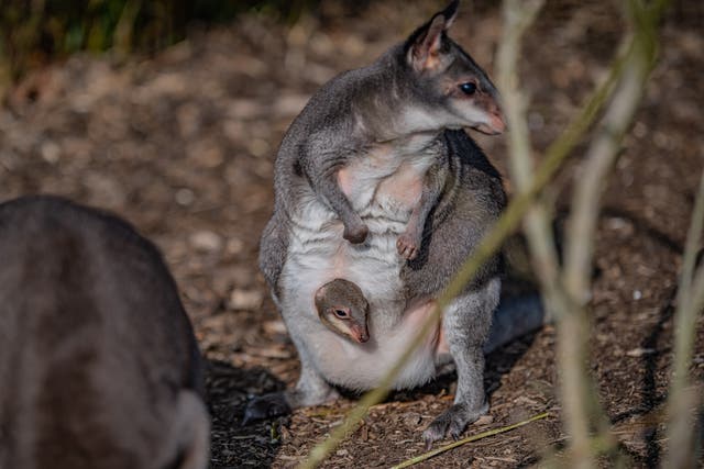 A dusky pademelon joey peeks out of its mother’s pouch for the first time at Chester Zoo (Chester Zoo/PA)
