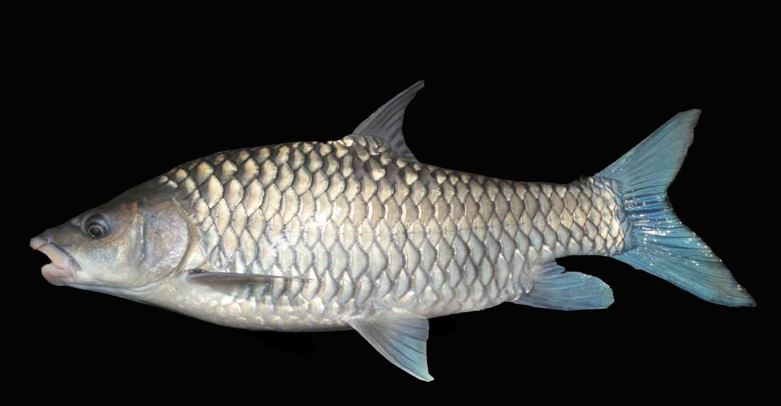 Picture of blue-fin mahseer ( Tor khudree ) taken by AC Pinder