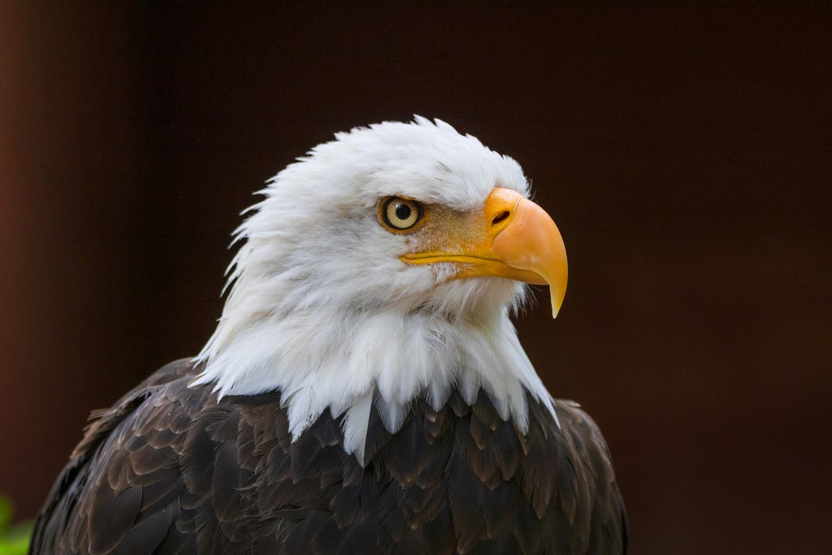 ESI Energy fined $8m for deaths of 150 eagles at its wind farms | The ...