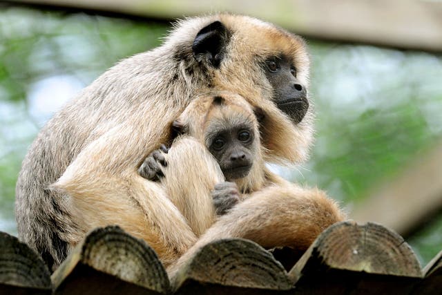 Adult howler monkeys use play to avoid conflict and reduce group tension, a study suggests (Rui Vieira/PA)