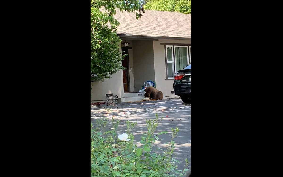 Sheriff&rsquo;s department shares video of bear eating its lunch in Los Angeles suburb