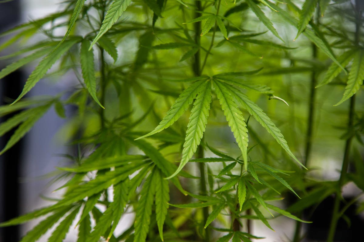 Voices: Cannabis prescriptions for pain-relief on the NHS? It&rsquo;s about time