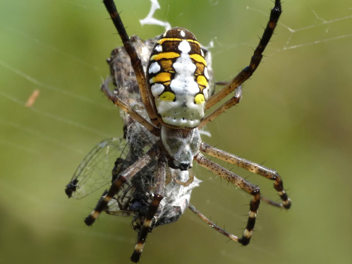 Spiders use their web like a speaker to boost their hearing, scientists