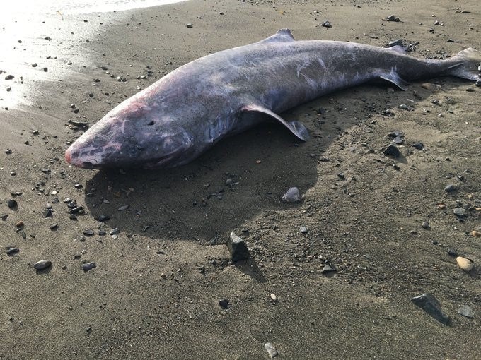 A century old Greenland shark was found washed up on a Cornish beach after it died of meningitis