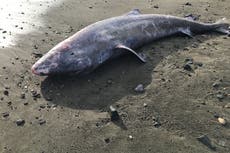 Rare Greenland shark that can live for 500 years washes up on Cornwall beach
