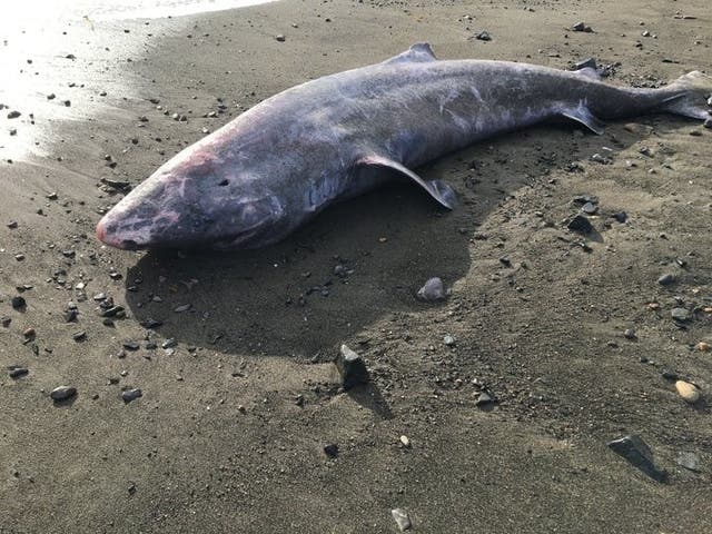 <p>A century old Greenland shark was found washed up on a Cornish beach after it died of meningitis</p>