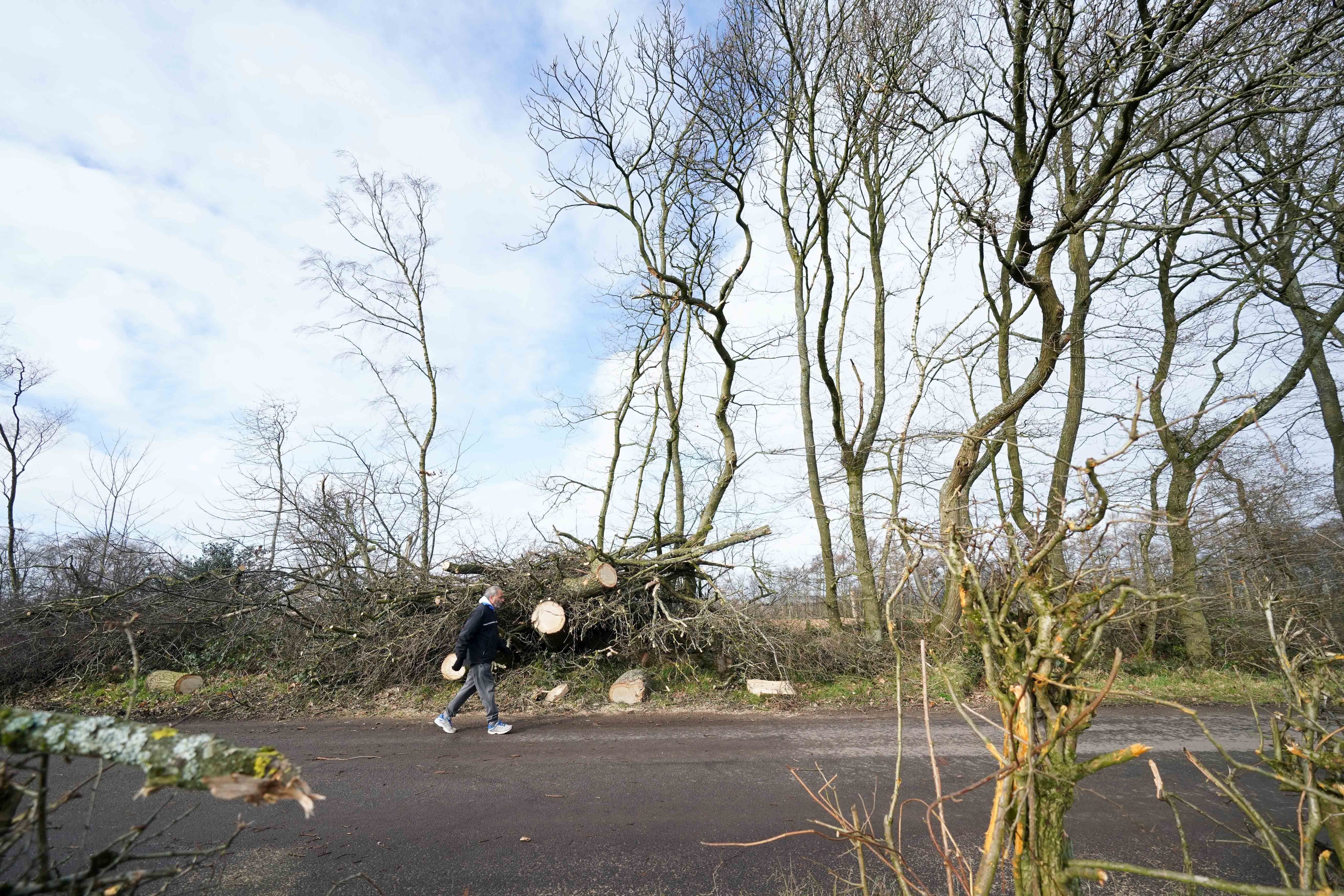 Strong gales pulled up trees believed to be hundreds of years old