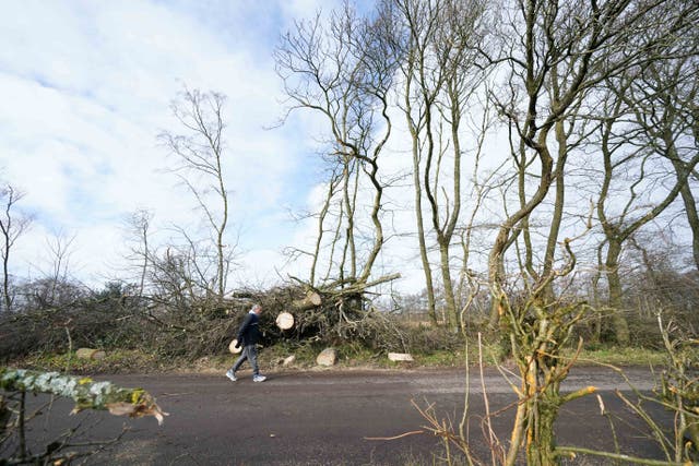 <p>Strong gales pulled up trees believed to be hundreds of years old </p>