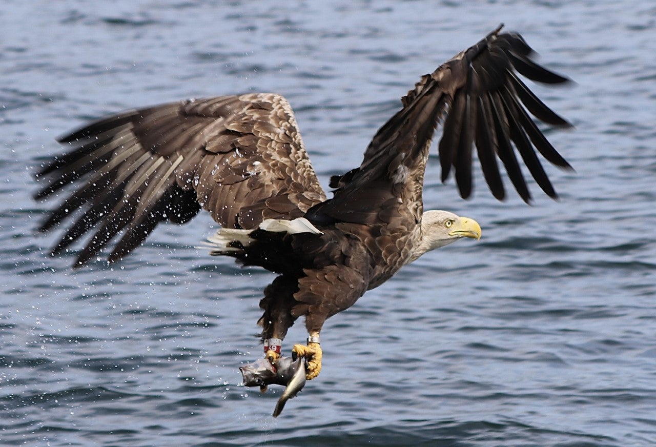 White tailed eagles, which are also know as sea eagles, can have a wingspan of 2.5 metres. (Amanda Ferguson/RSPB/PA Media)