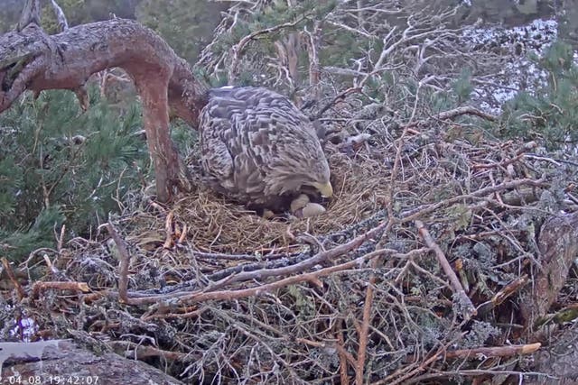 A hidden camera captured the moment the eagle egg hatched (RSPB Scotland/PA)