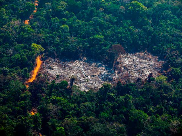 <p>A patch of deforestation in the Brazilian Amazon, 2019 </p>