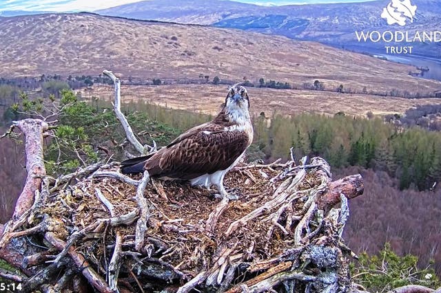 Louis the osprey returned to to Loch Arkaig Pine Forest in Lochaber at 6:49am on Monday (Woodland Trust Scotland/PA)