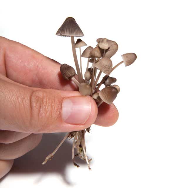 Magic mushrooms (Alamy/PA)
