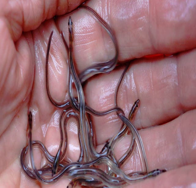 Baby eel value up to pre-pandemic levels despite challenges