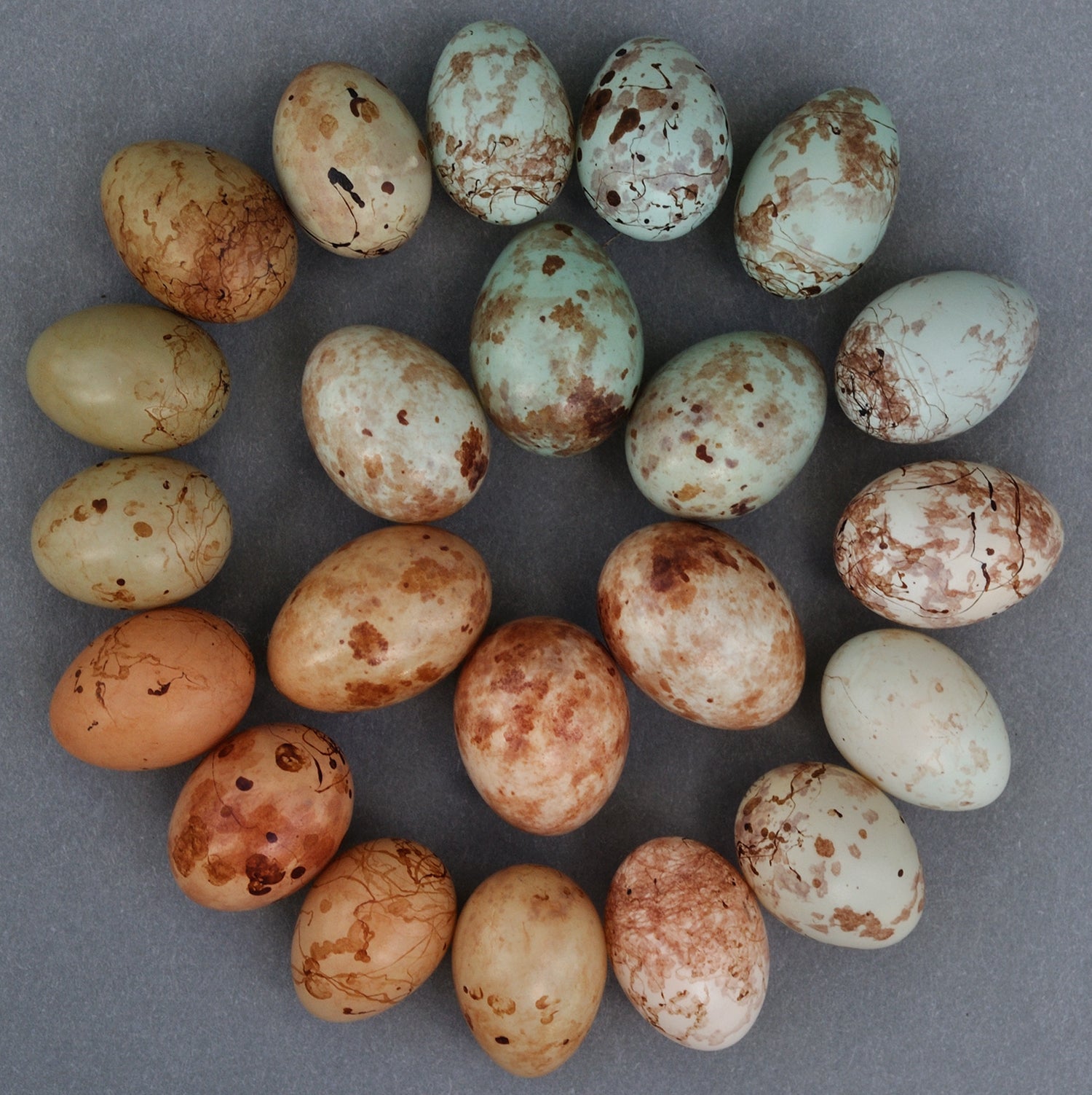 Scientists crack egg forging evolutionary puzzle (Claire N Spottiswoode/University of Cambridge)