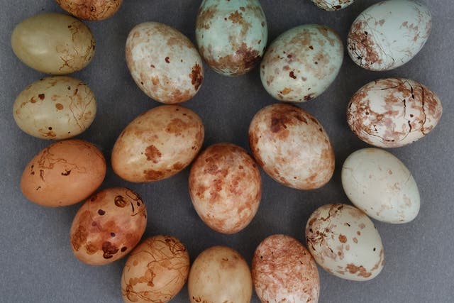 Scientists crack egg forging evolutionary puzzle (Claire N Spottiswoode/University of Cambridge)
