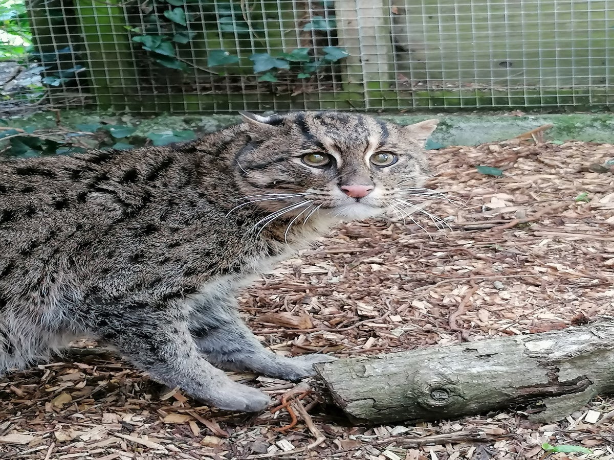 Zoo welcomes rare male fishing cat with hope there could be future