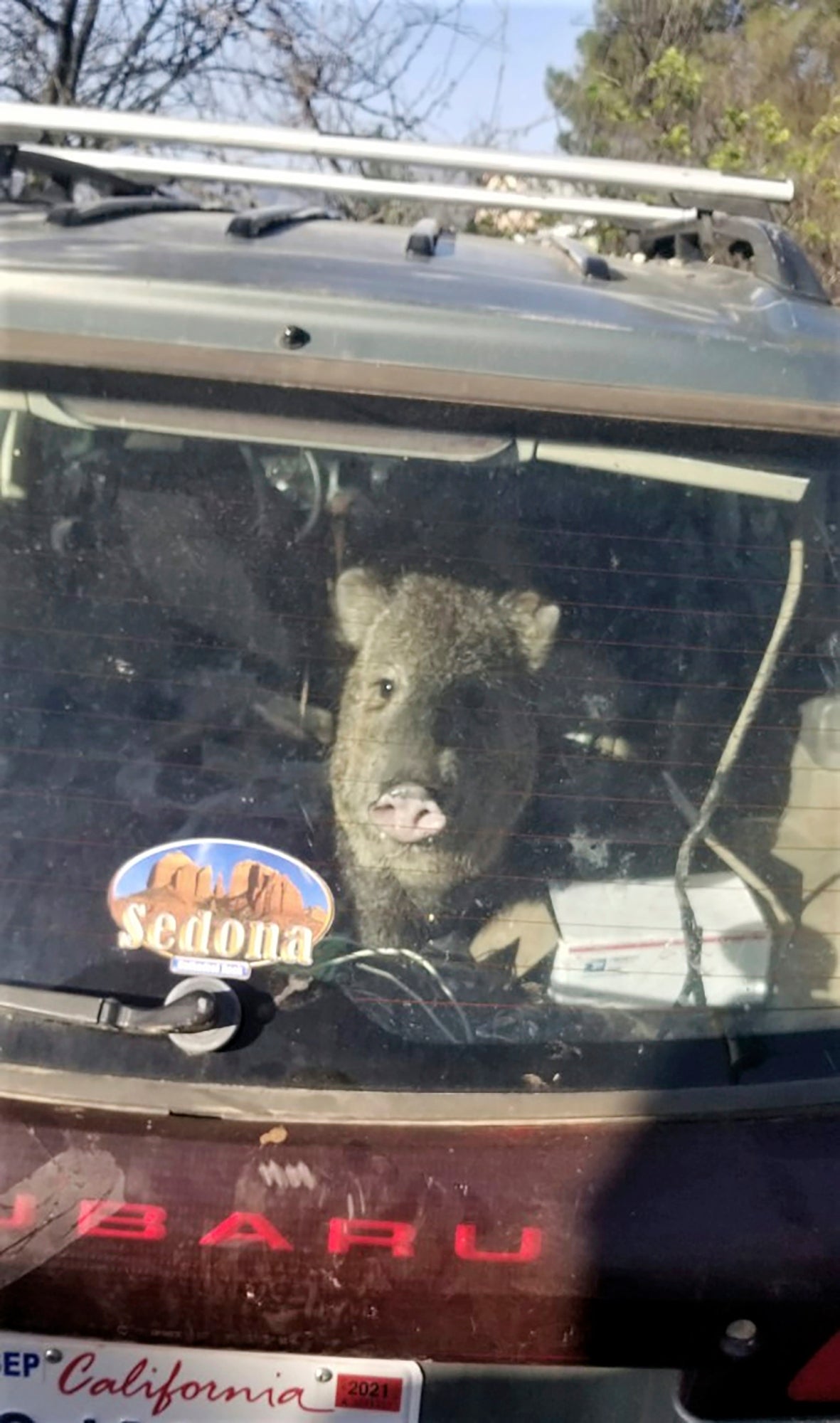Hungry Javelina-Stuck In Car