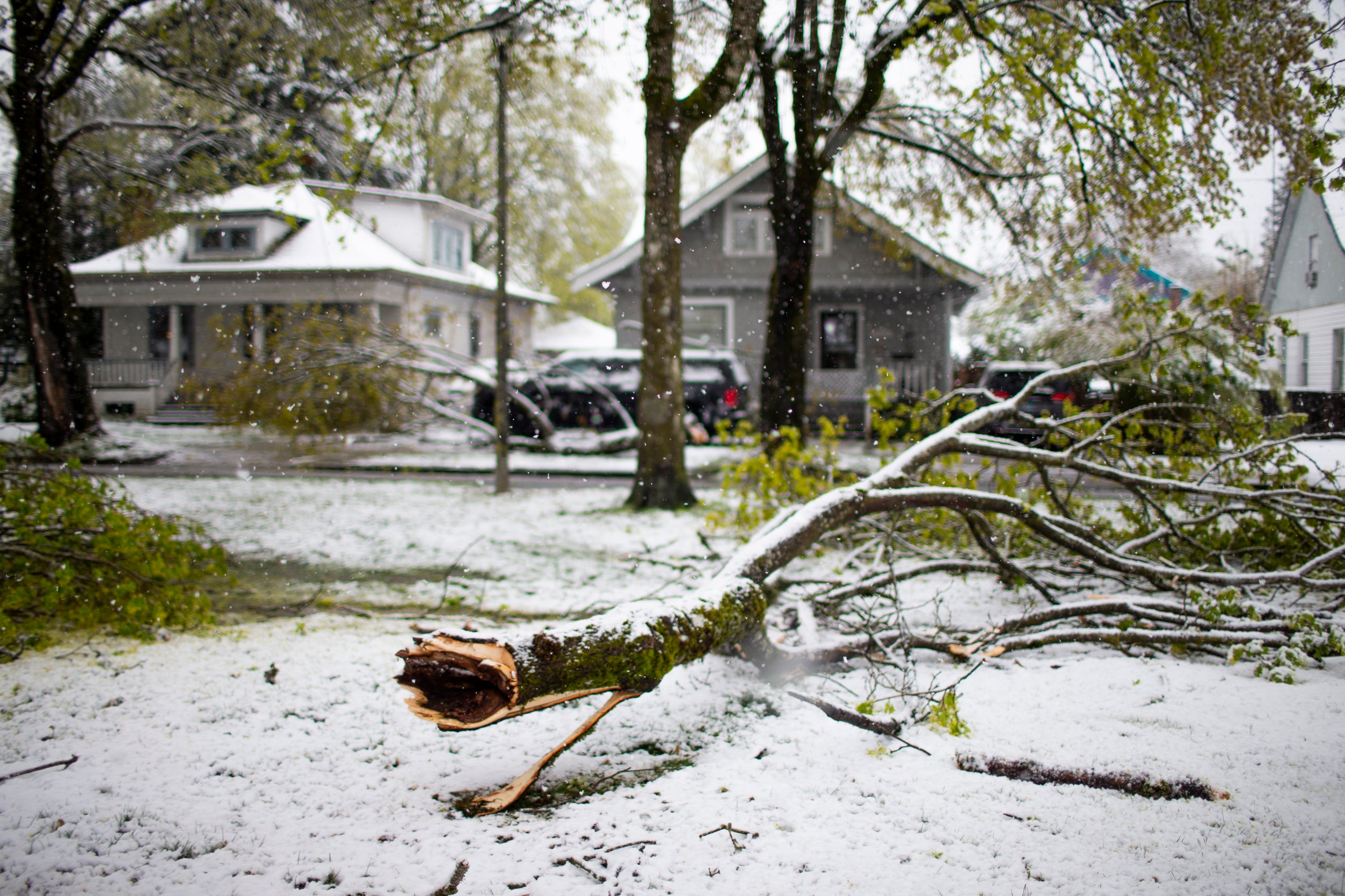 The weight of snow brought down several large tree branches on SE 72nd Ave., just north of Foster. Several inches of snow fell in the Portland, Ore., area on Monday, April 11, 2022, the latest date the city has seen snow in at least 80 years. (Dave Killen/The Oregonian via AP)