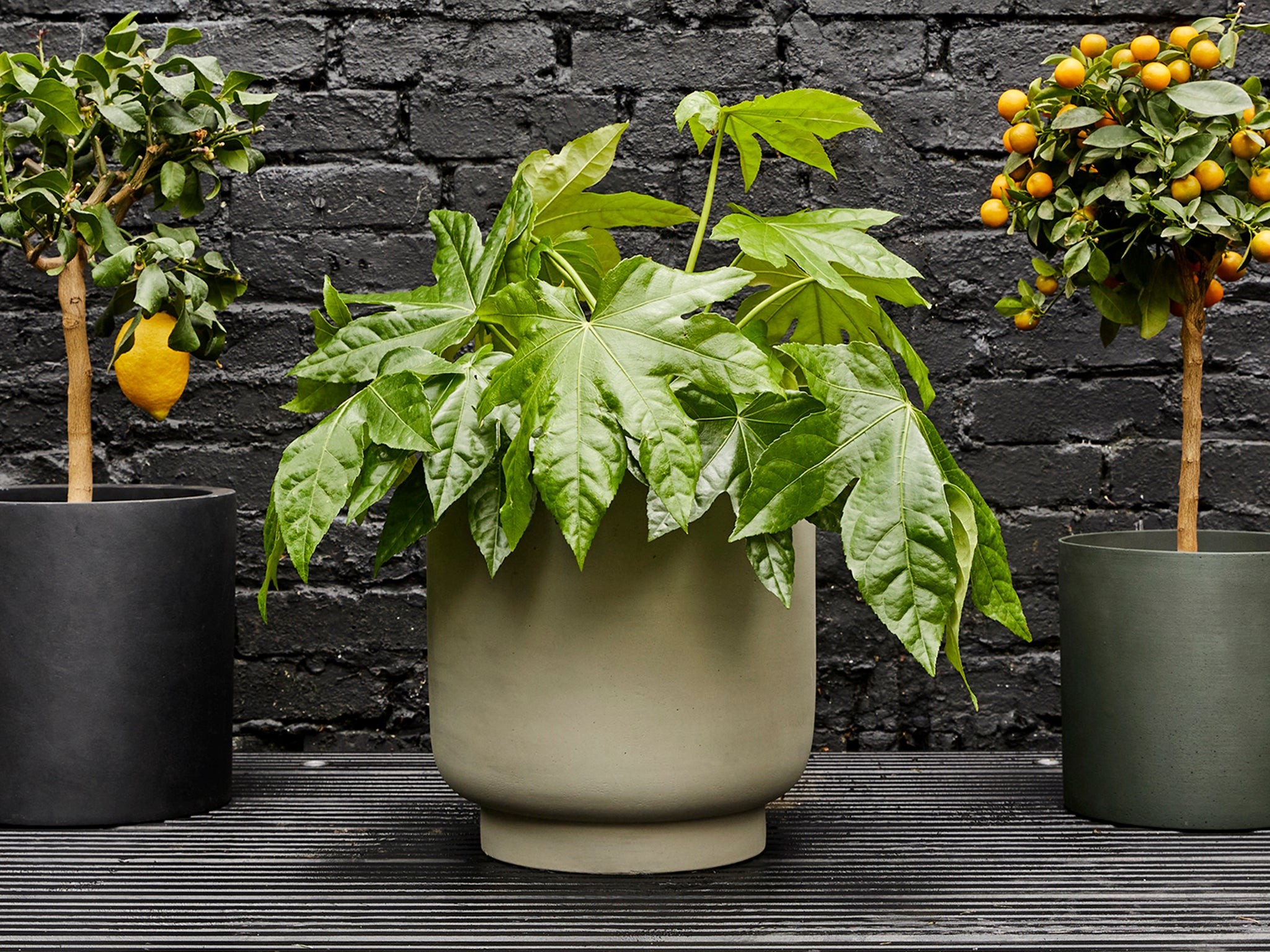 indybest-plants-for-pots-container-garden-fatsia