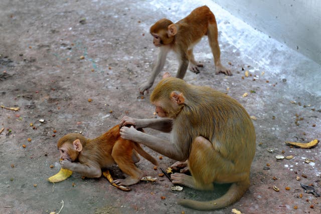 Monkeys - latest news, breaking stories and comment - The Independent