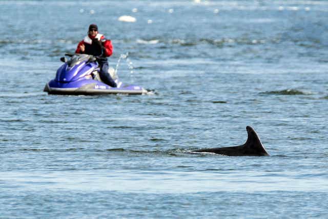 A cetacean with a jetski in the background (Whale and Dolphin Conservation/C Phillips/PA)
