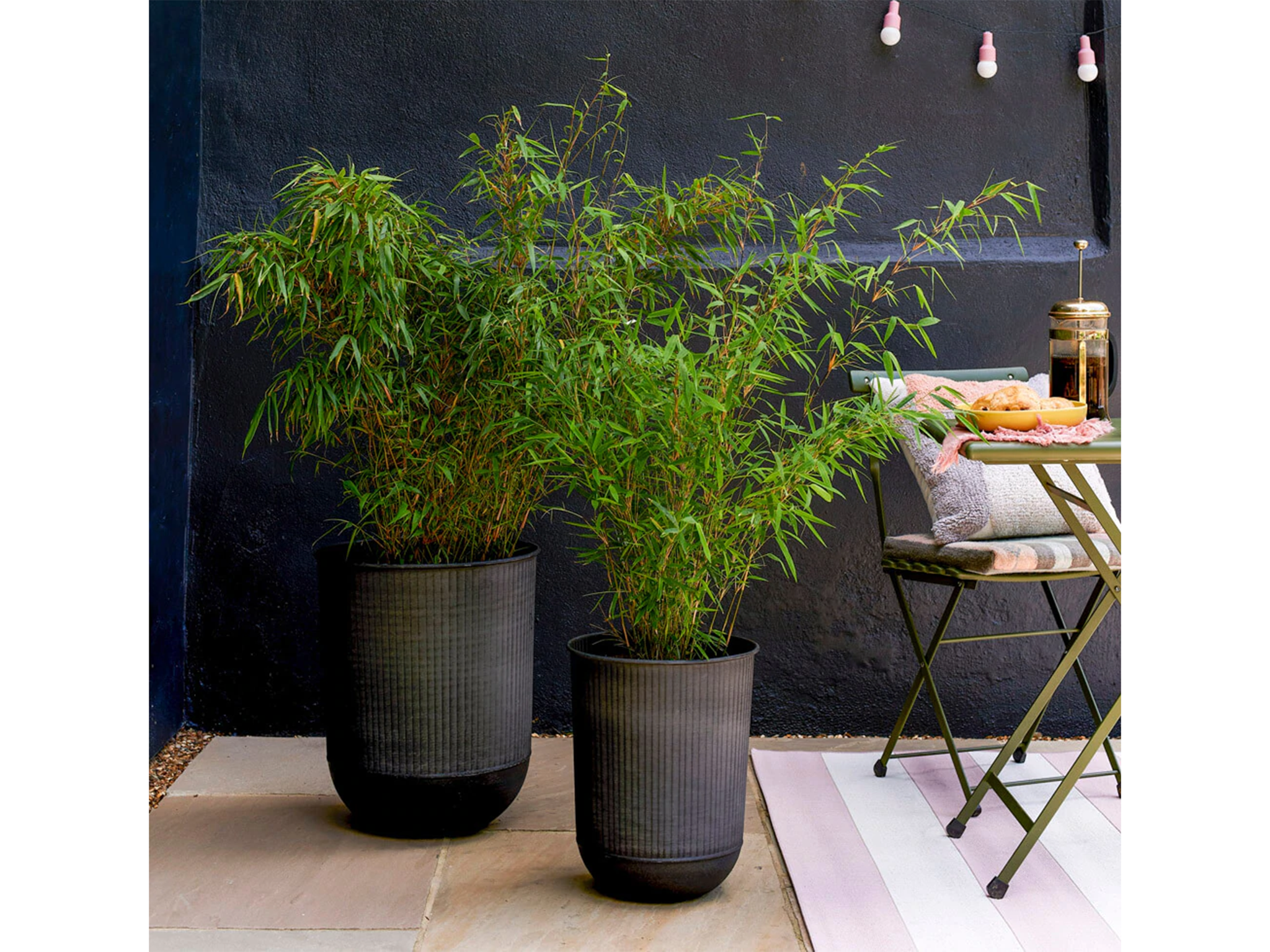 chinese-bamboo-indybest-plants-in-pots.png