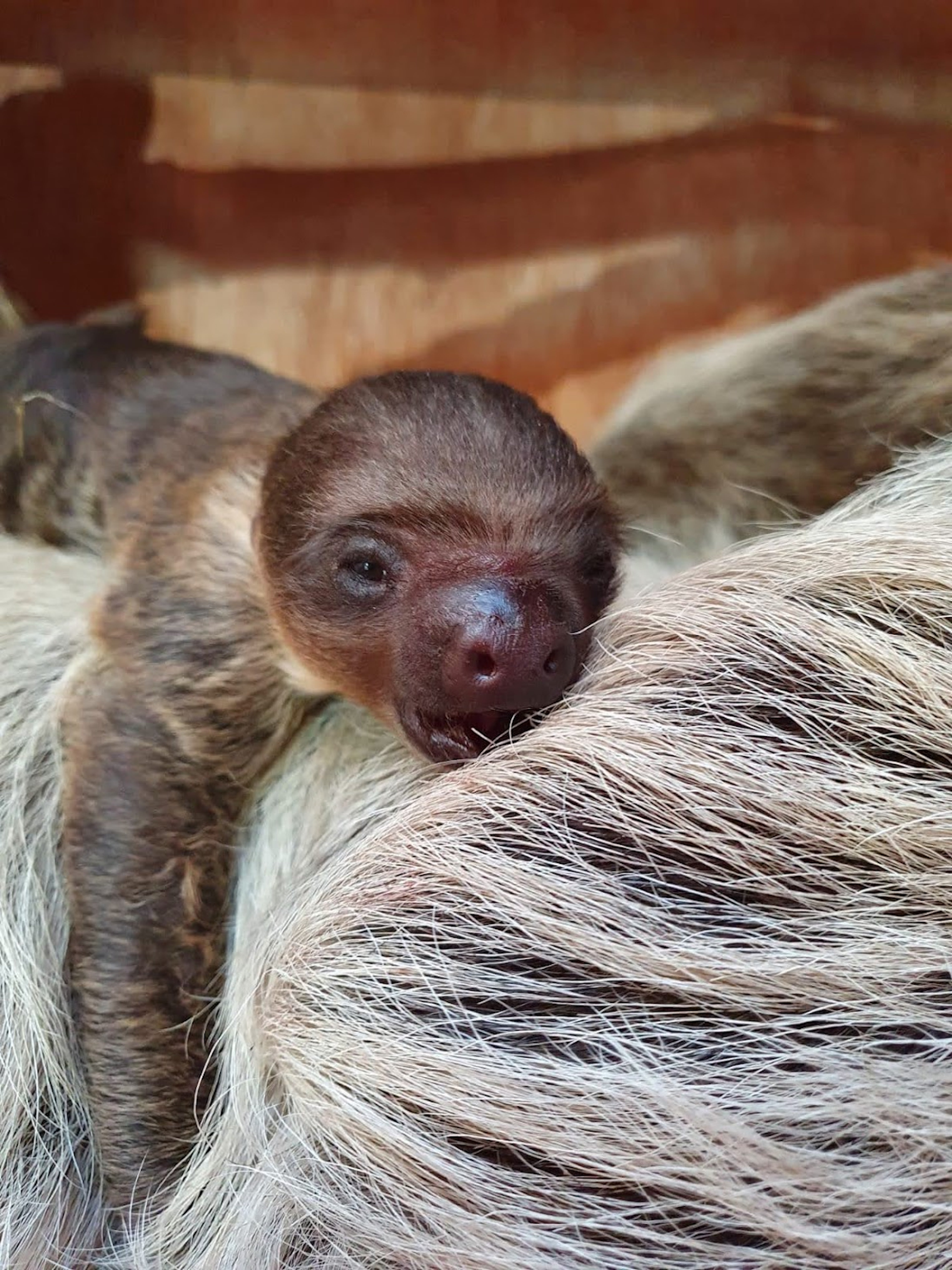 baby three toed sloth