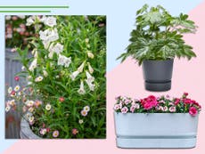 10 best plants for pots for an all year round container garden