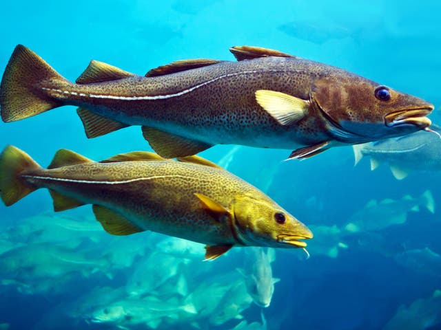 <p> While well-known species such as cod may well still be found in the Atlantic in 200 years, they will not be as numerous as they are today, scientists say</p>