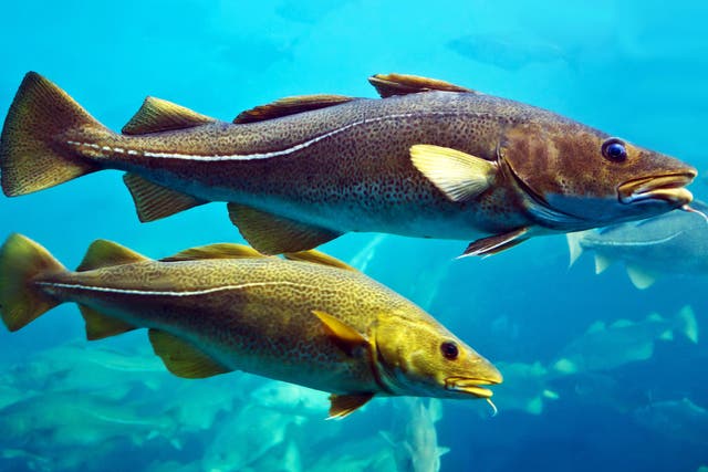 <p> While well-known species such as cod may well still be found in the Atlantic in 200 years, they will not be as numerous as they are today, scientists say</p>
