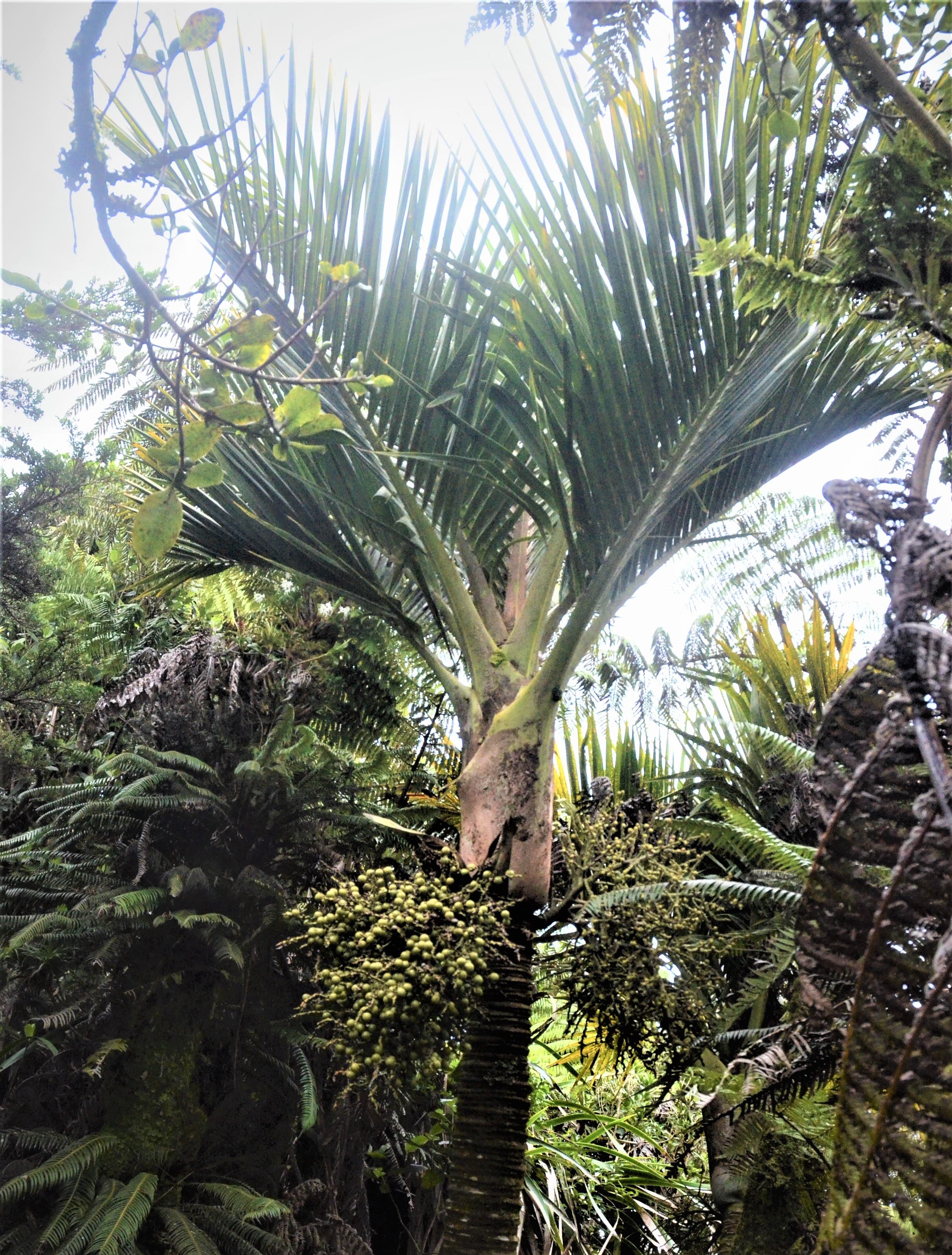 The Little Mountain Palm is endemic to Mt Gower