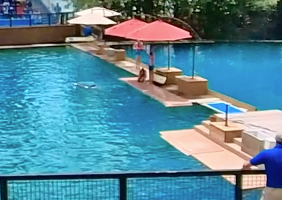 A dolphin attack during a show at the Miami Seaquarium was caught on film