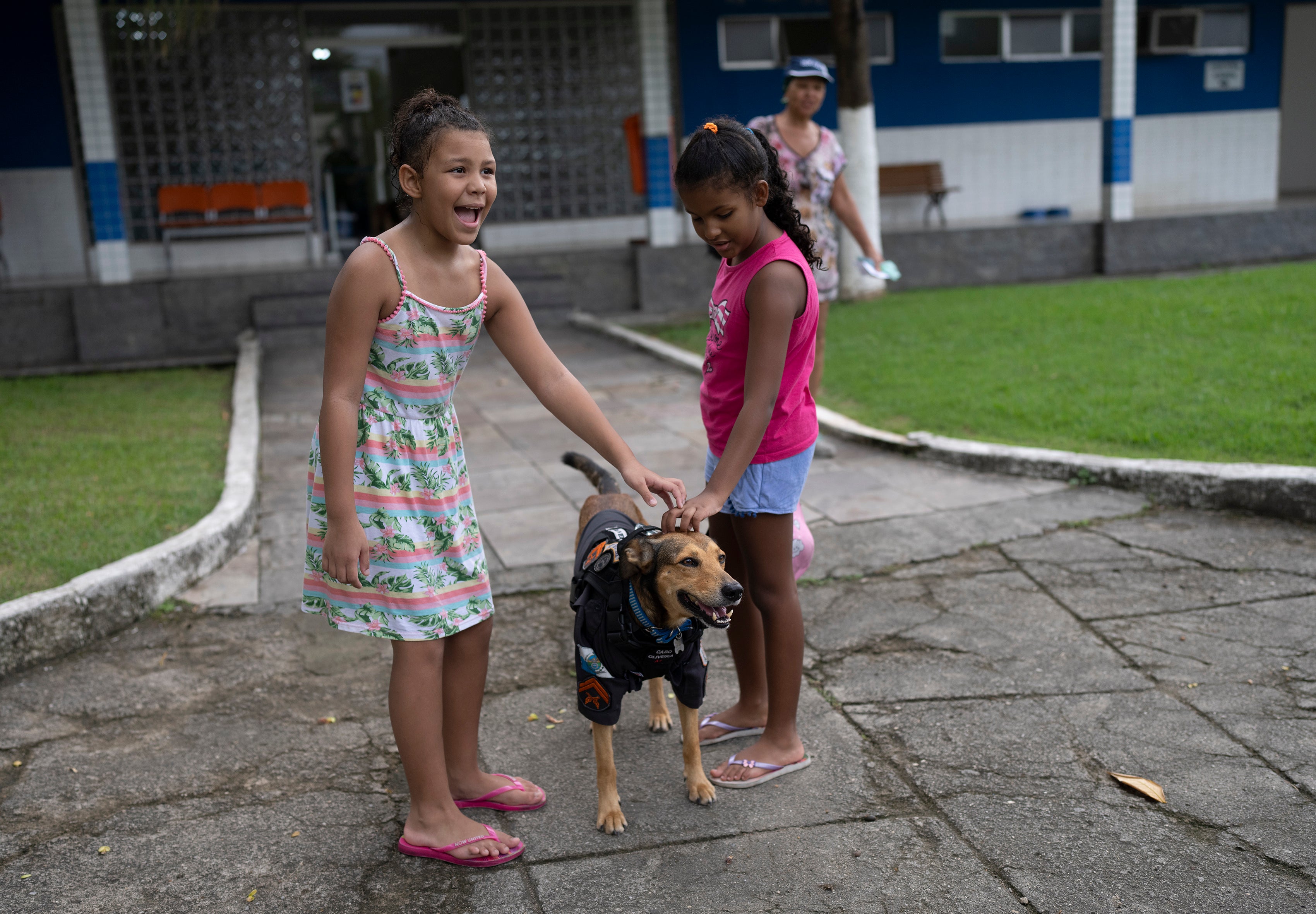 Brazil Rescue Dogs